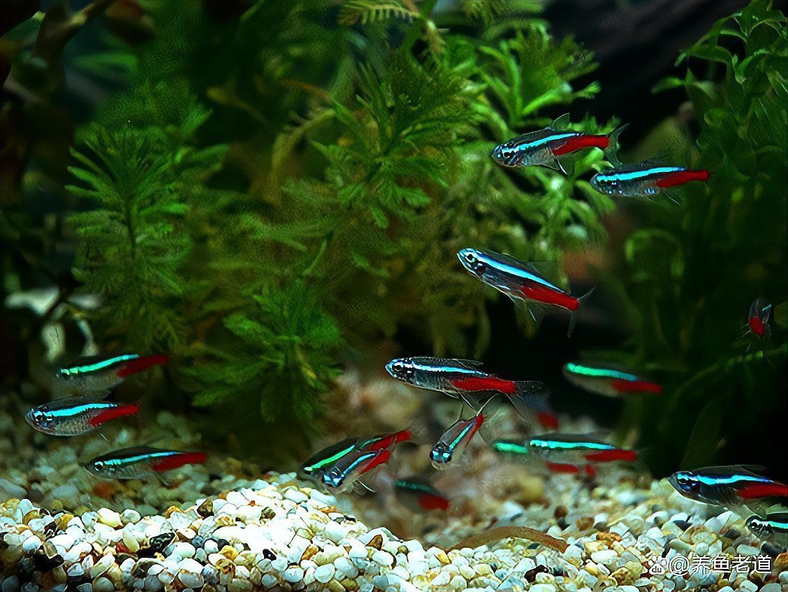 免底砂泥亞馬遜魚缸
