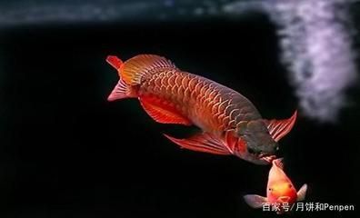 龍魚炸鱗了怎樣快速治療：龍魚炸鱗后如何調(diào)整水質(zhì)