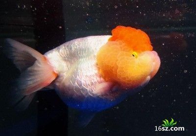 龍魚一天能吃多少金魚：龍魚一天能吃多少金魚取決于多種因素