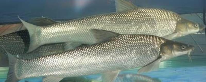 銀版魚耐受最低水溫：銀龍魚最佳生長水溫,銀龍魚水溫驟降反應(yīng),銀龍魚高溫適應(yīng)能力