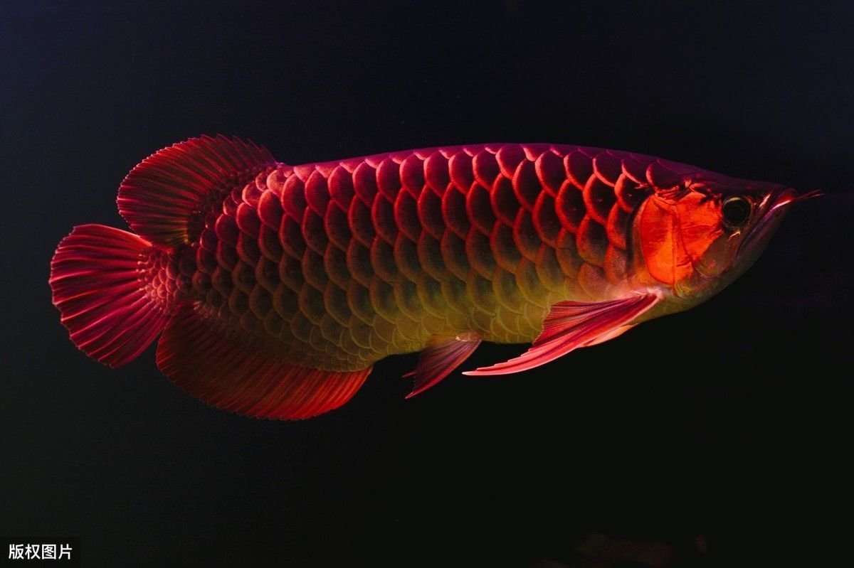 龍魚和什么魚搭配風水：風水學中龍魚與風水搭配的禁忌，龍魚與風水搭配的禁忌