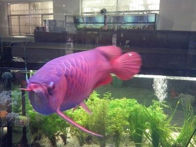 龍魚和什么魚搭配風水：風水學中龍魚與風水搭配的禁忌，龍魚與風水搭配的禁忌