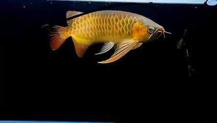 金龍魚咬飛鳳怎么辦：金龍魚咬飛鳳怎么辦金龍魚咬飛鳳怎么辦