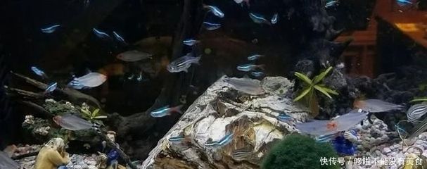 龍魚會吃青苔鼠嗎為什么：龍魚會吃青苔鼠嗎