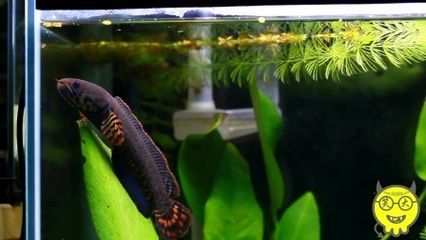 龍魚和雷龍魚哪個好養些：雷龍魚和龍魚哪個好養