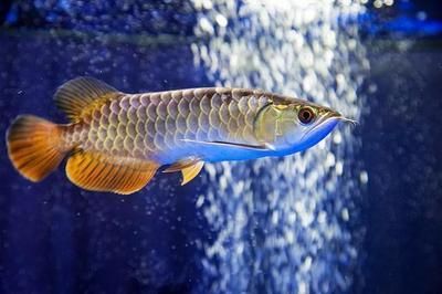 為什么養金龍魚不造景：金龍魚生活習性決定了它們不需要或者不適合造景