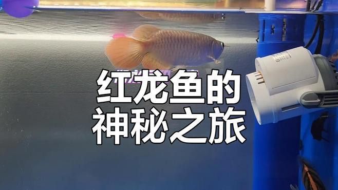 印尼野生紅龍魚紀(jì)錄片視頻播放