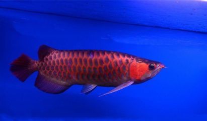 紅龍魚的飼養溫度是多少：關于紅龍魚飼養溫度的相關信息