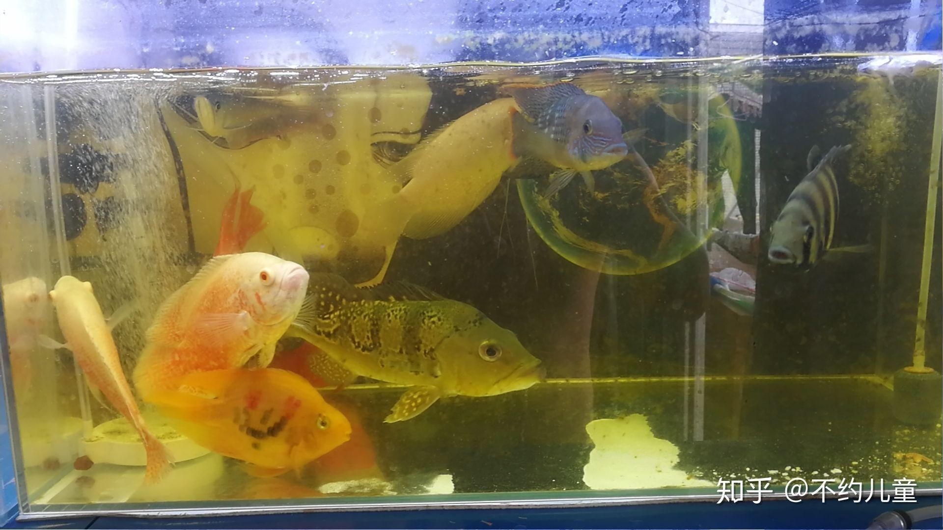 龍魚巴西亞混養好嗎：龍魚與巴西亞可以混養但需要注意一些事項,混養可行性