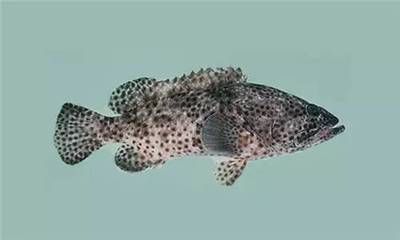巨石斑魚叫龍魚嗎：巨石斑魚與龍魚有什么區別？
