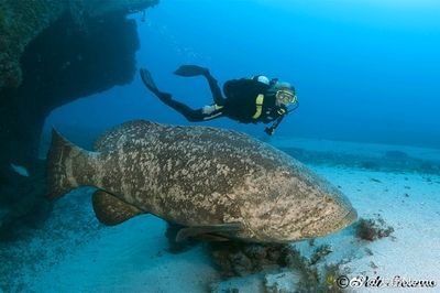 巨石斑魚叫龍魚嗎：巨石斑魚與龍魚有什么區別？