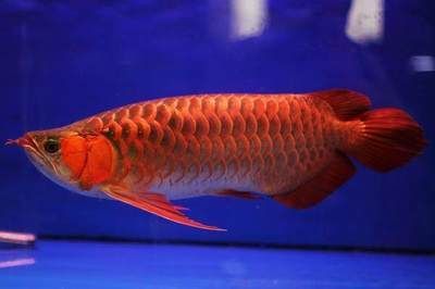 紅龍魚能長多大？活多久？：紅龍魚的生長速度和最大體長受到多種因素影響