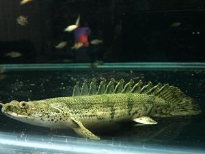 恐龍魚怎么養才能養活，如何選擇恐龍魚飼料,恐龍魚水族箱布置技巧