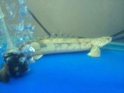 恐龍魚怎么養(yǎng)才能養(yǎng)活，如何選擇恐龍魚飼料,恐龍魚水族箱布置技巧