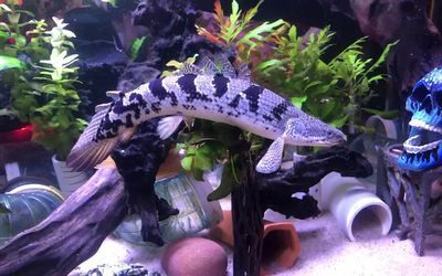 恐龍魚怎么養(yǎng)才能養(yǎng)活，如何選擇恐龍魚飼料,恐龍魚水族箱布置技巧