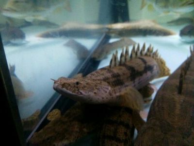 恐龍魚怎么養才能養活，如何選擇恐龍魚飼料,恐龍魚水族箱布置技巧