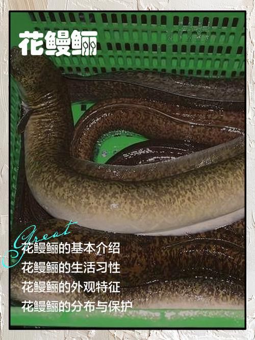 海南過山龍魚