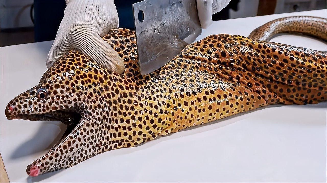 海南過山龍魚