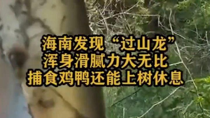 海南過山龍魚