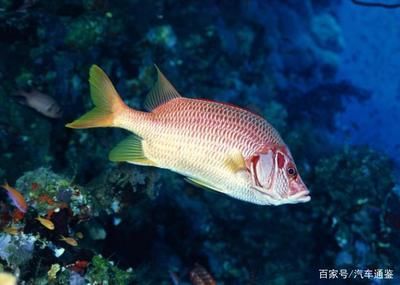 巨骨舌魚棲息地保護(hù)現(xiàn)狀，亞馬遜河流域生態(tài)保護(hù)進(jìn)展巨骨舌魚人工繁殖技術(shù)研究