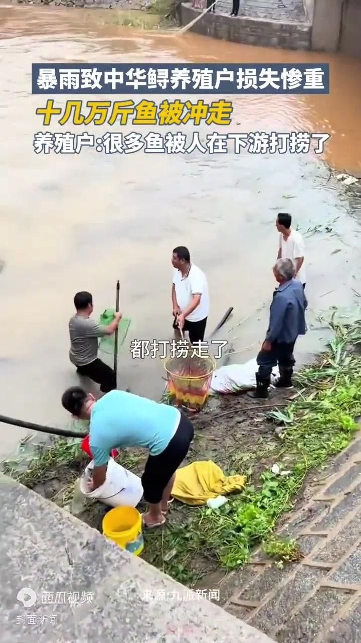 鱘龍魚寵物