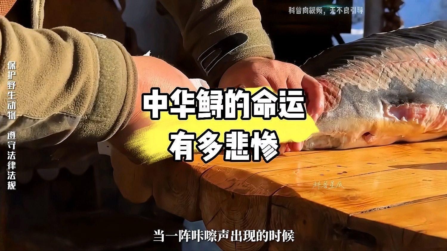鱘龍魚寵物