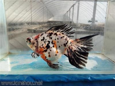 金魚和藍龍魚能一起養嗎：金魚和藍龍魚可以一起養嗎？