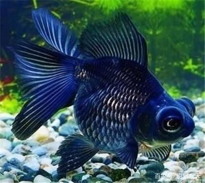 金魚和藍龍魚能一起養嗎：金魚和藍龍魚可以一起養嗎？