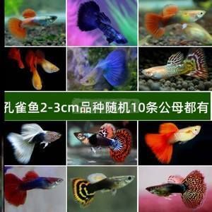 金魚和藍龍魚能一起養嗎：金魚和藍龍魚可以一起養嗎？