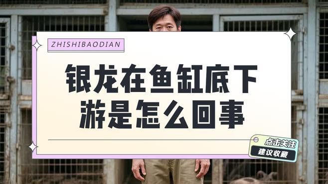 銀龍魚剛入缸趴底