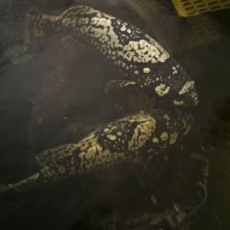 石龍魚價格