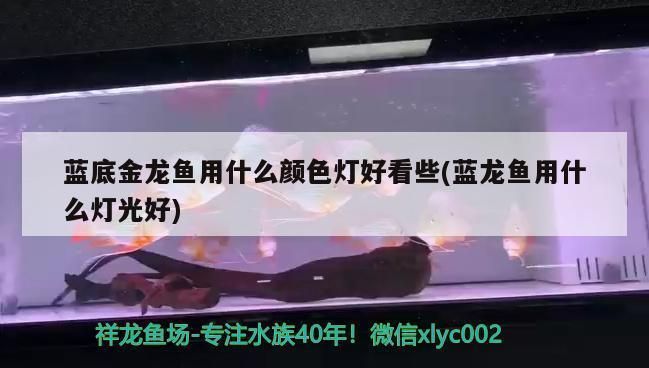 藍底金龍魚用什么顏色的燈（如何選擇金龍魚led燈）