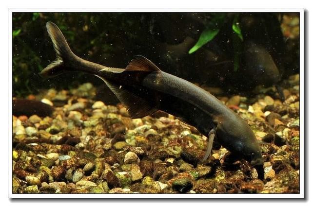 非洲象鼻魚品種的市場價值，非洲象鼻魚市場價值