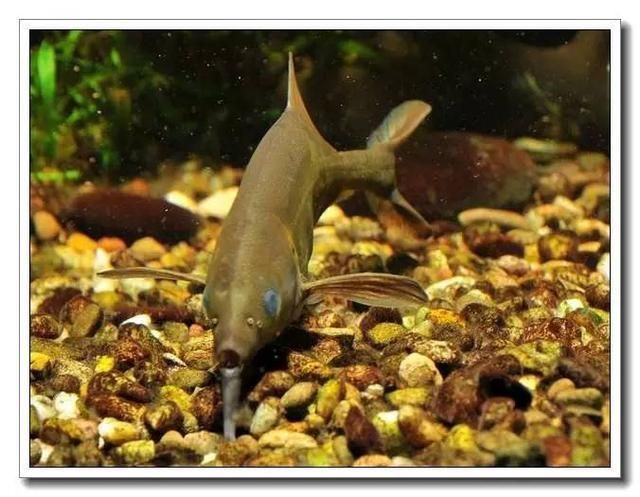 非洲象鼻魚品種的市場價值，非洲象鼻魚市場價值