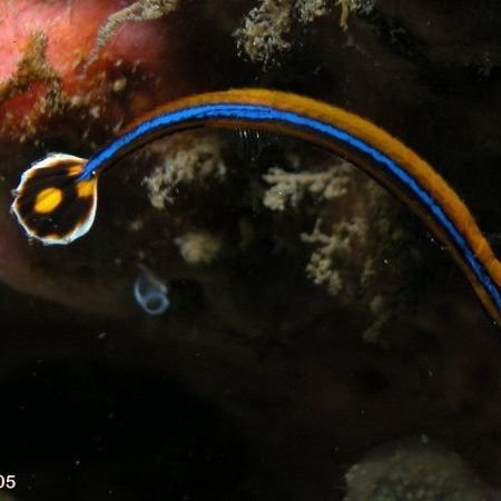 深海龍魚繁殖周期是多久？