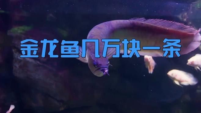長春龍魚價格行情最新走勢