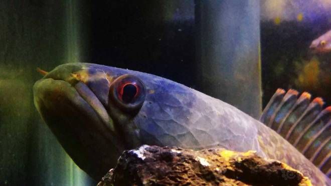 養(yǎng)雷龍魚(yú)用什么過(guò)濾器：養(yǎng)雷龍魚(yú)時(shí)選擇過(guò)濾器時(shí)需要考慮以下幾個(gè)因素