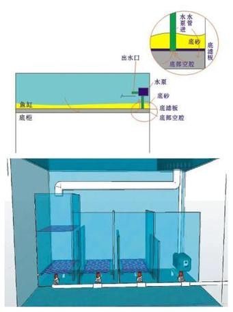 古典藍(lán)底金龍魚需要什么樣的過濾系統(tǒng)？