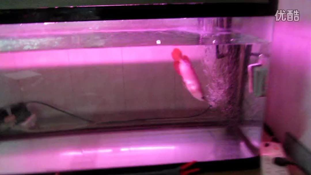龍魚沉頭浮背怎樣治療：龍魚沉頭浮背怎么治療