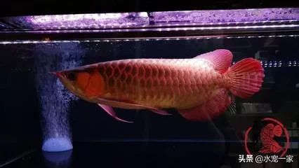 龍魚掉眼燈光放擺缸可以嗎，：龍魚掉眼燈光放擺缸可以嗎龍魚掉眼燈光放擺缸可以嗎