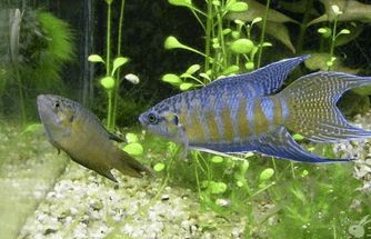 鐵甲武士魚水質(zhì)管理方法：鐵甲武士魚的水質(zhì)管理