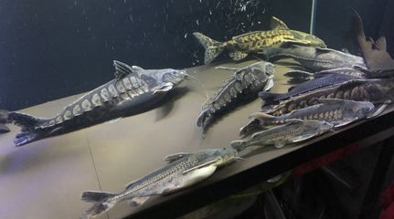 鐵甲武士魚水質(zhì)管理方法：鐵甲武士魚的水質(zhì)管理