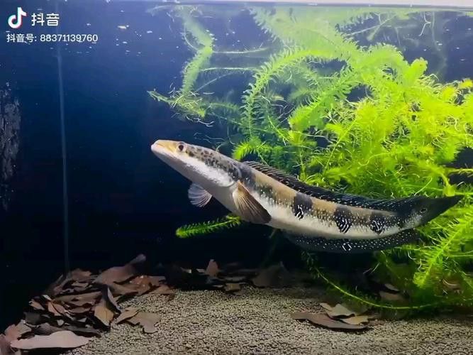 五點雷龍魚圖片欣賞