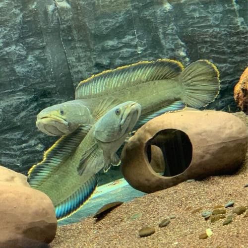 五點雷龍魚圖片欣賞