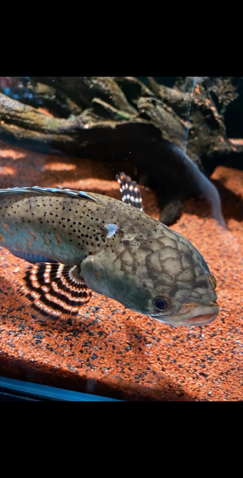 五點雷龍魚圖片欣賞