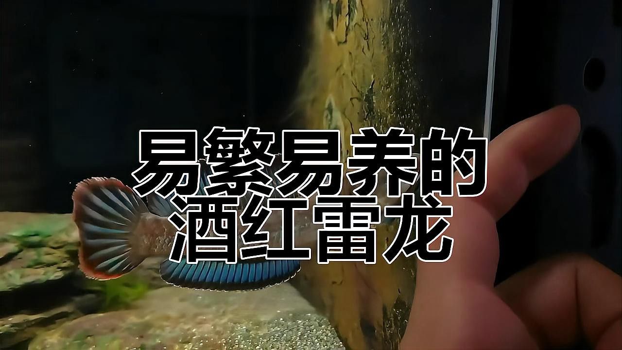 五點雷龍魚圖片欣賞