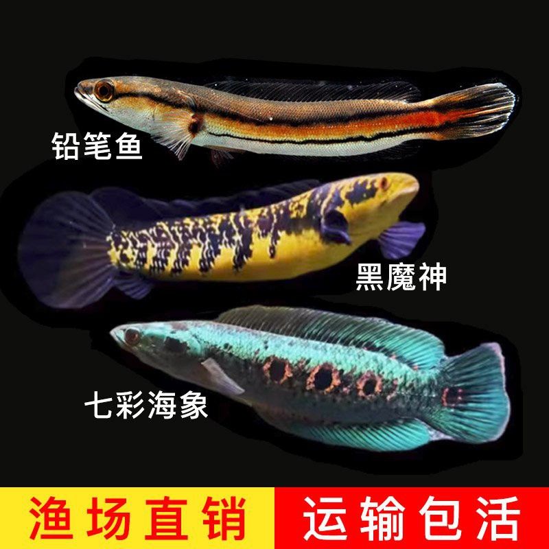 五點雷龍魚圖片欣賞