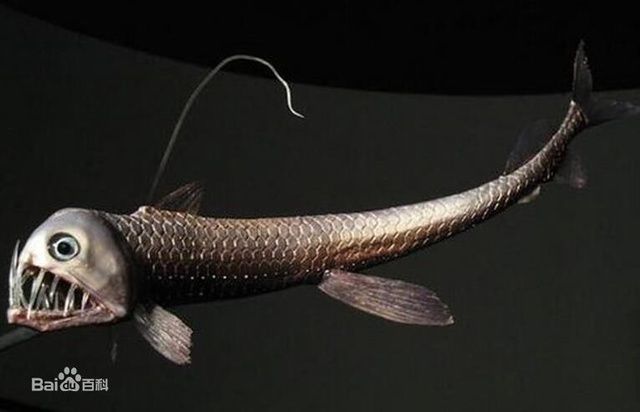 裝龍魚的袋子哪里去買便宜這一具體信息我愿意繼續提供幫助