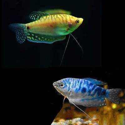 珊瑚骨可以治療龍魚水霉嗎？（珊瑚骨可以治療龍魚水霉病嗎） 珊瑚骨可以治療龍魚水霉嗎？（珊瑚骨可以治療龍魚水霉病嗎） 龍魚百科 第4張