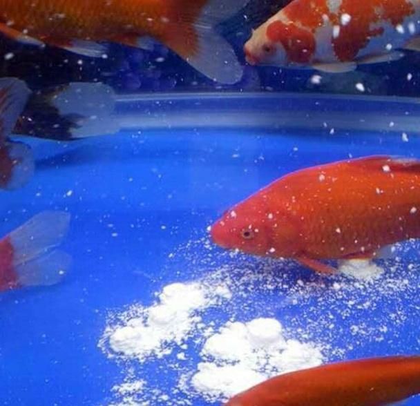 珊瑚骨可以治療龍魚水霉嗎？（珊瑚骨可以治療龍魚水霉病嗎） 珊瑚骨可以治療龍魚水霉嗎？（珊瑚骨可以治療龍魚水霉病嗎） 龍魚百科 第3張